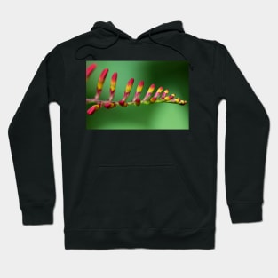 Lily Hoodie